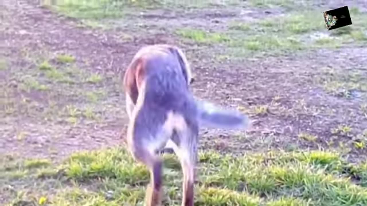 Funny animal videos 2024 | Hilarious Animals Guaranteed to Entertain.