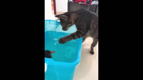 Funny cat Video 13