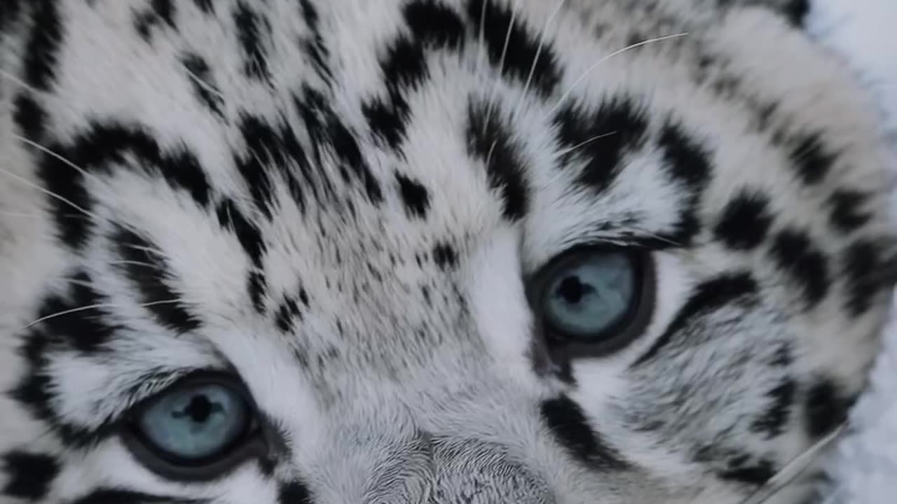 Baby Snow Leopard Cub 🩵