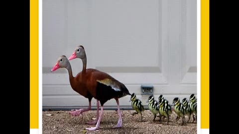 Sondag 11 Januarie 2026