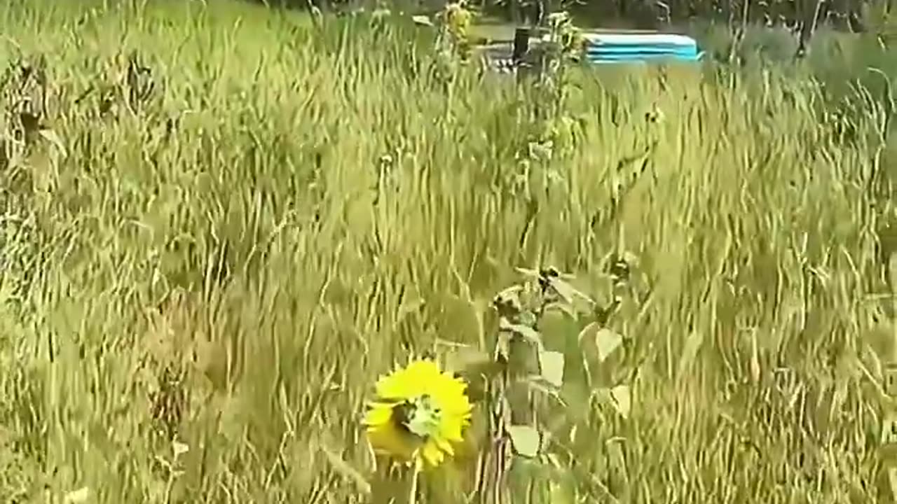 Our skies are being sprayed with Aluminum