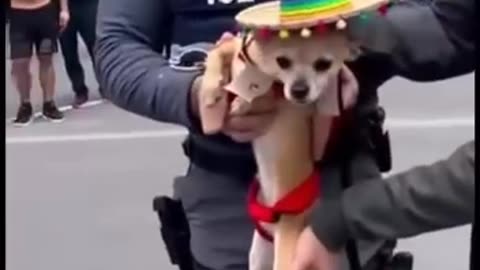 ICE is actually out of control. Lol.