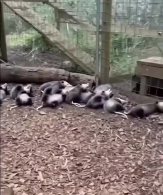 Opossum self defence training session