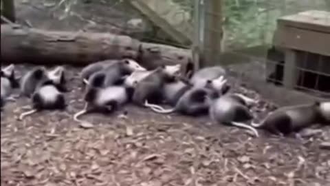 Opossum self defence training session