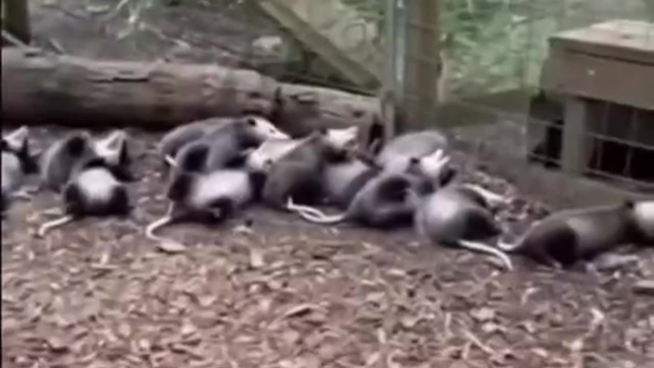 Opossum self defence training session