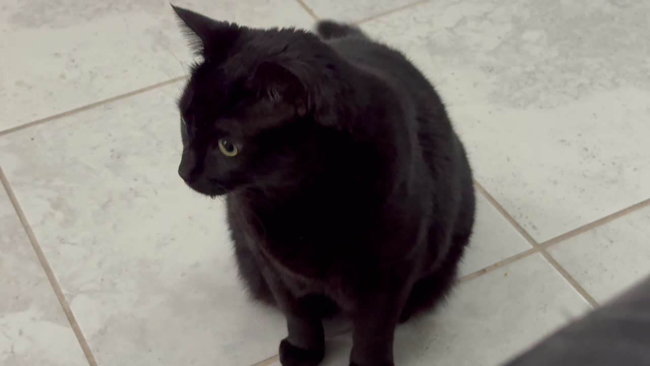 Cute Precious Piper is Deciding on a Course of Action - My Adopted Shelter Cat Vlog