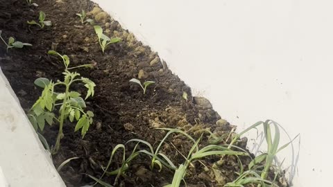 Planting winter vegetables