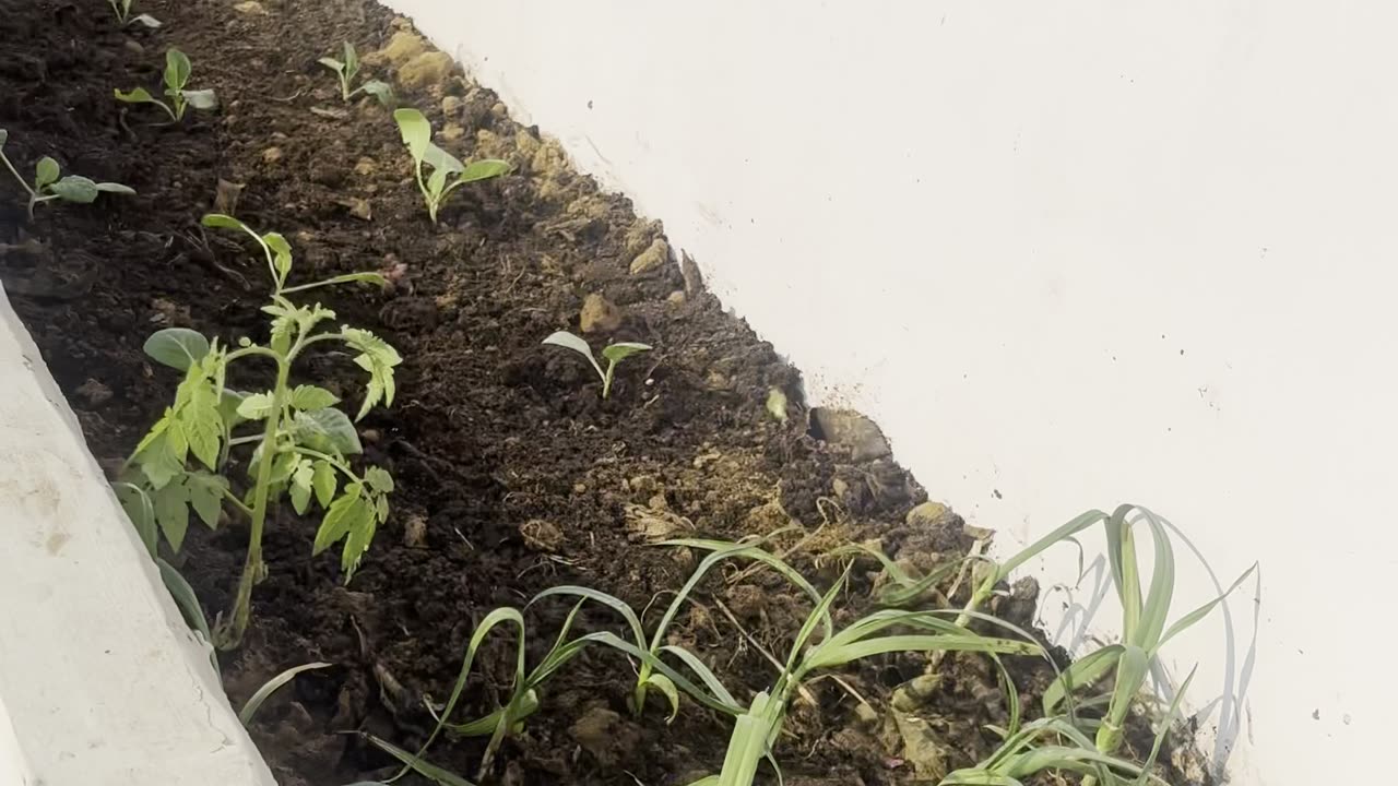 Planting winter vegetables