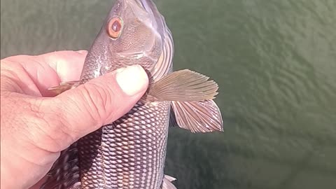 Black Sea bass