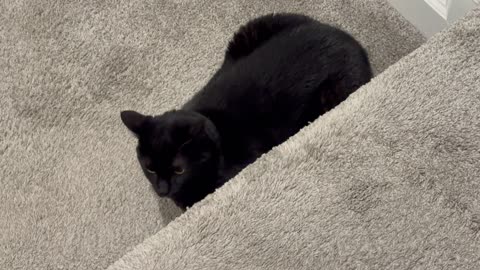 Cute Precious Piper is in Her Safe Spot - My Adopted Shelter Cat Vlog 