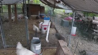 Chicken Live Stream