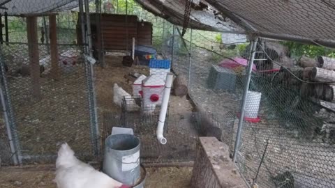 Chicken Live Stream