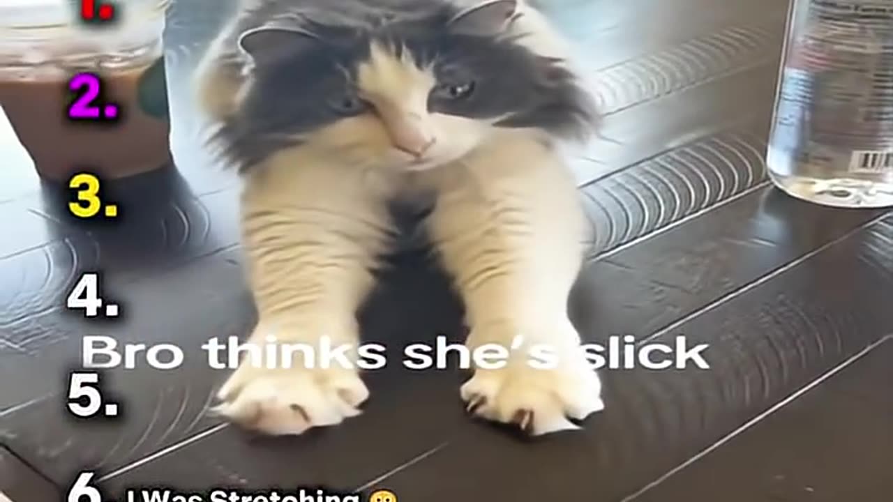 Ranking The Best Cat Reactions To Getting Caught
