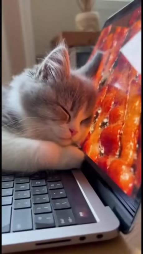 Bacon Cat Lover Screen Licker