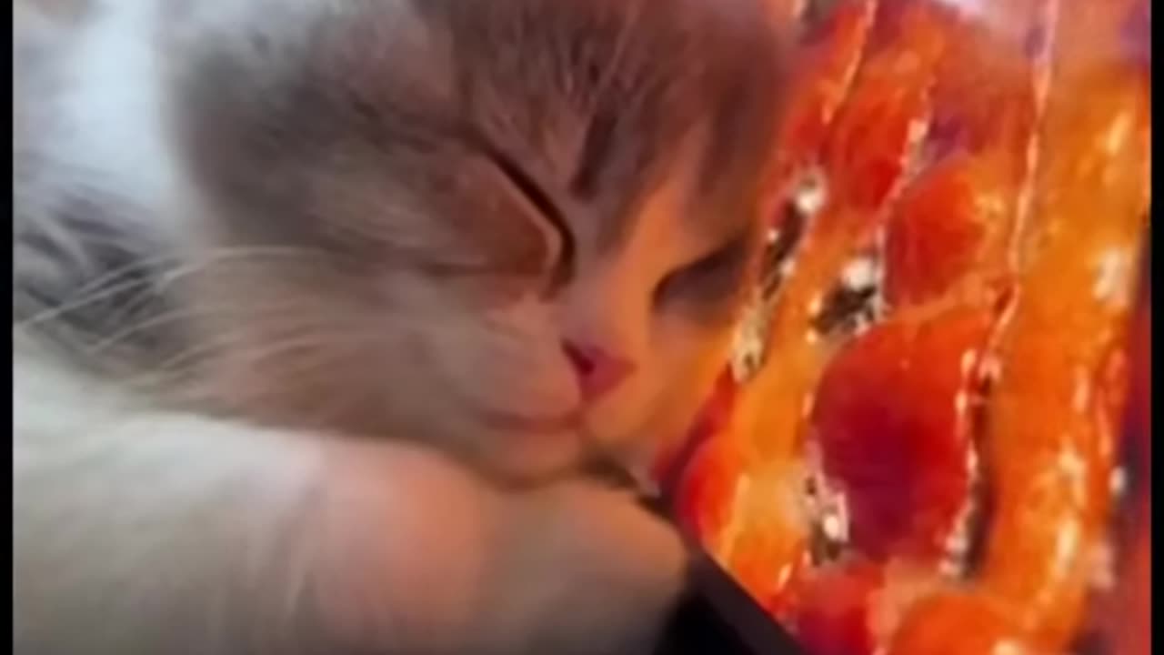 Bacon Cat Lover Screen Licker