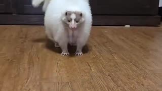 Albino Skunk