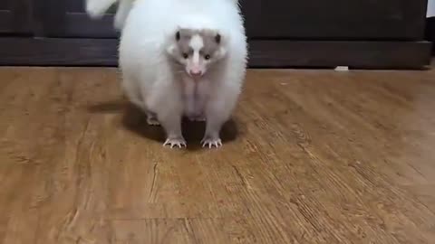 Albino Skunk