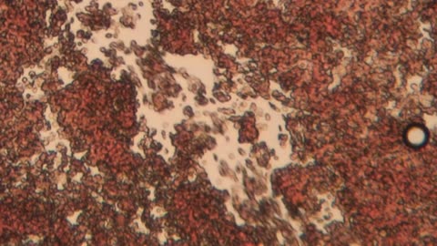 Simulated Salvation or Technocratic Theater?