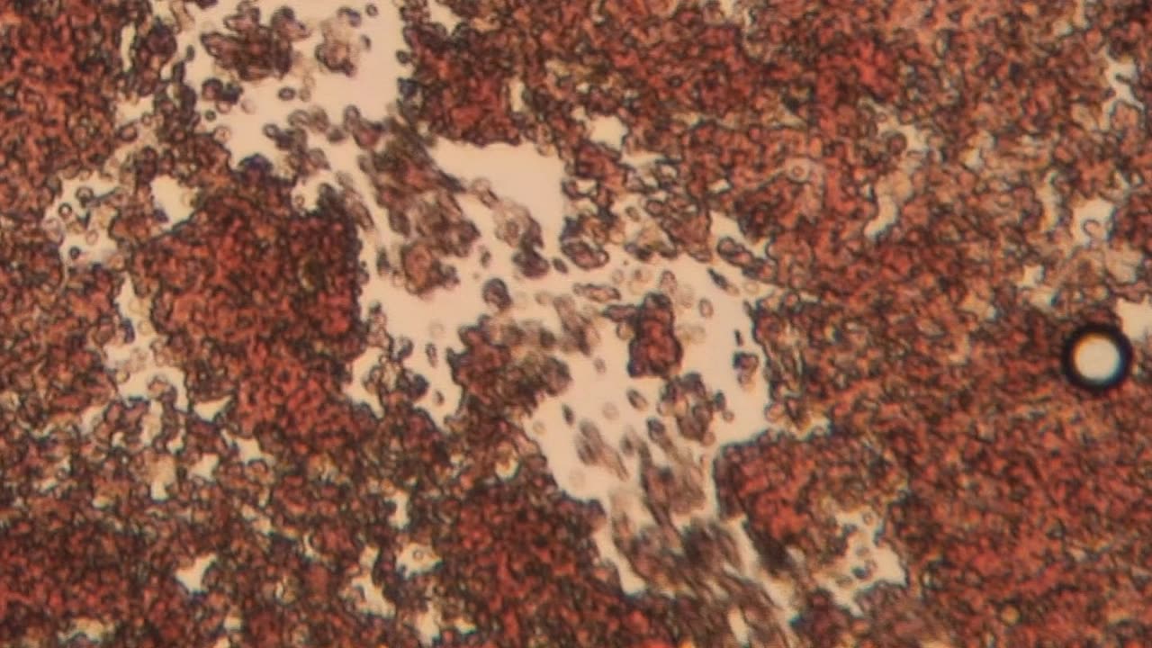 Simulated Salvation or Technocratic Theater?