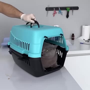 OHA! Kediden dayak yedik 😅