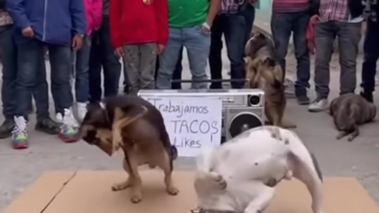 Hahaha this is amazing