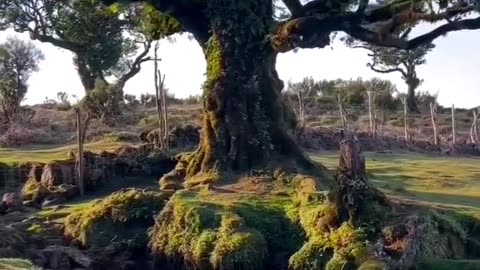 The Laurel Forest of Fanal in Madeira is a place where time seems to slow down and