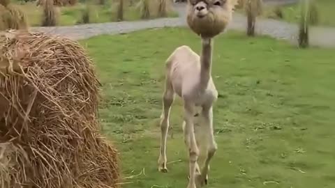 🤯✨ You Won't Believe This Alpaca's Transformation After Shearing! | FeedMyCuriosity