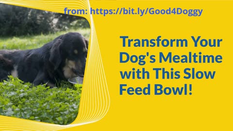 Transform Your Dog's Mealtime with This Slow Feed Bowl!