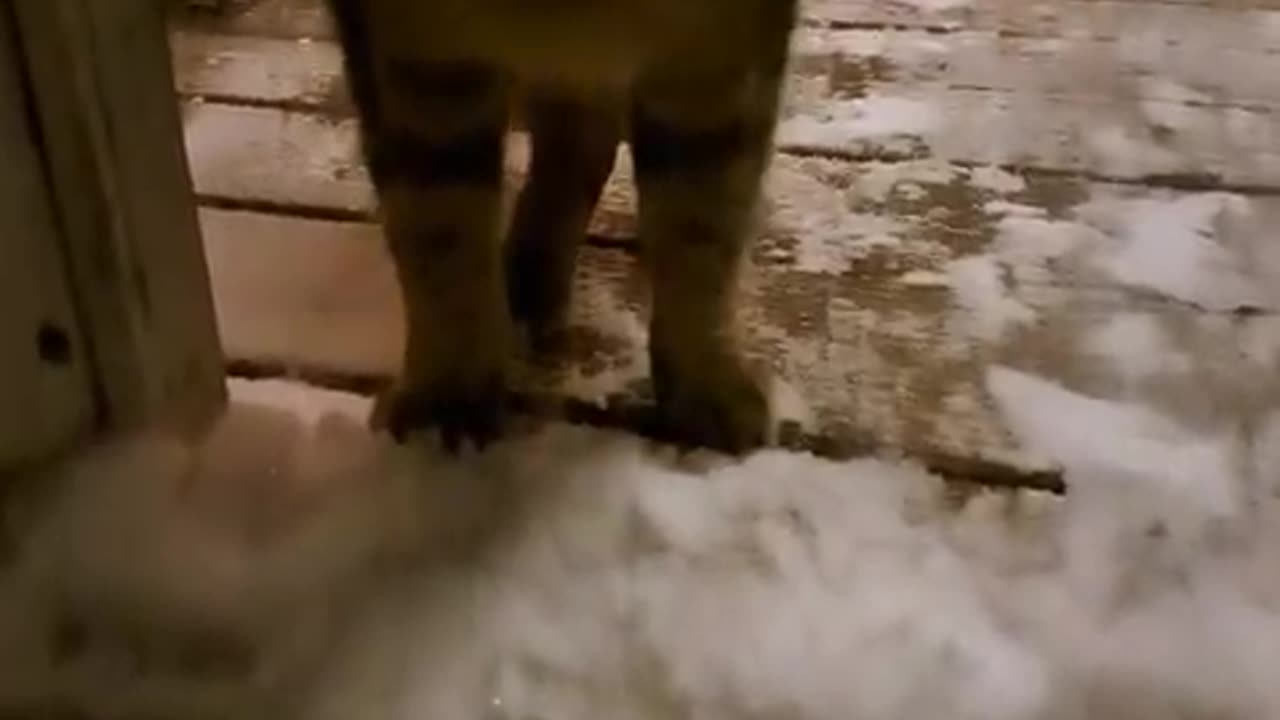 Porch on the snow