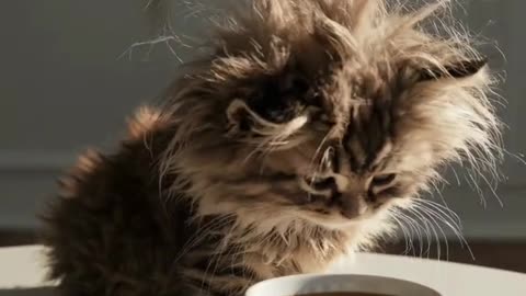 This tiny fluffy ball of fur hasn't figured out yet that coffee is for waking up, not for cuddling.