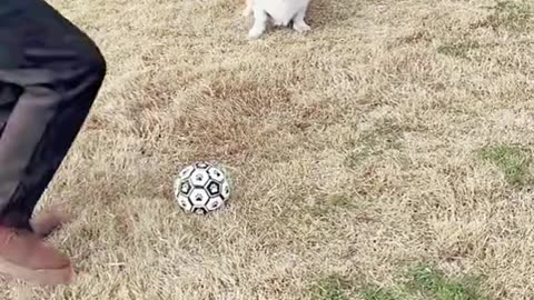 Goalkeeper dog