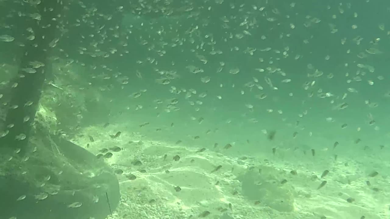 Snorkeling Through Serenity