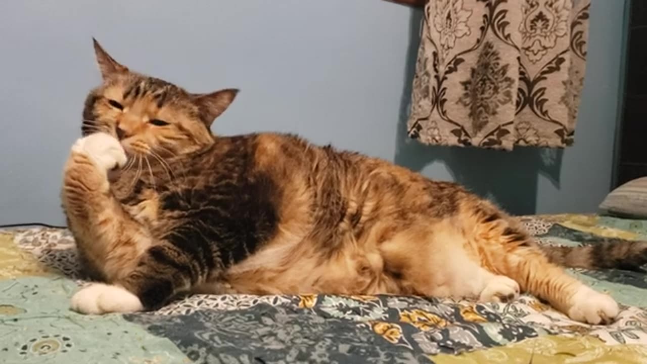 Cat Cleaning Paws Like A Pro — Ultimate Cuteness Overload