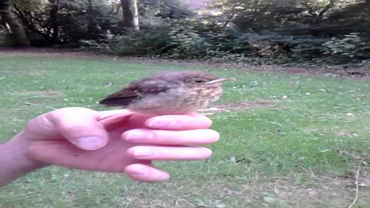 bird baby calling her mom