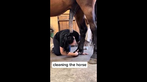 cleaning the horse #funy #comedy #usa