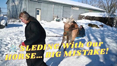 HORSE Drawn SLED Gone WRONG!