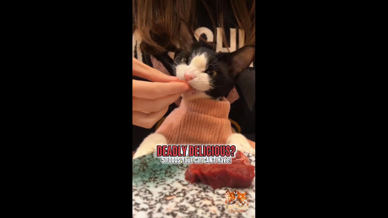 5 Human Foods That Could Send Your Cat to the ER