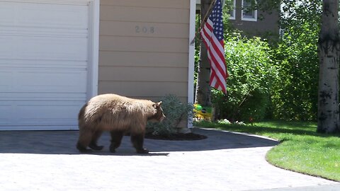 When Worlds Collide: A Man and Bear's Unexpected Encounter