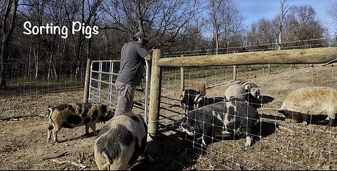 Sorting Bars from the Sows