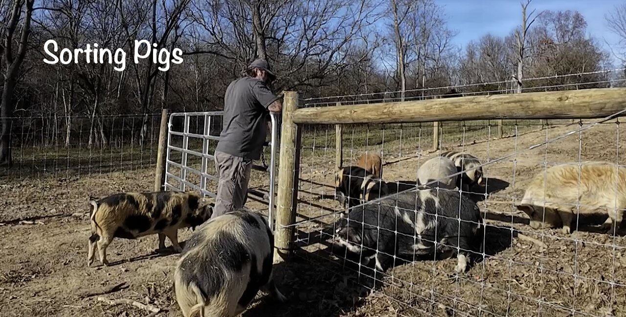 Sorting Bars from the Sows