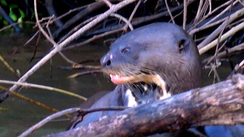 These Giant River Otters are the Gangsters of the Pantanal Wetlands