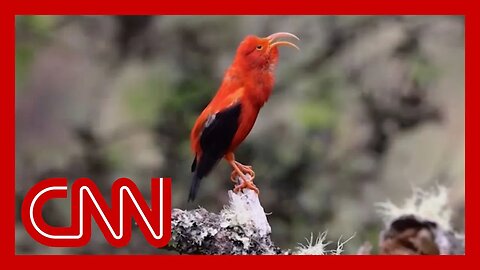 CNN CREATORS (EPISODE 5): AI and the environment