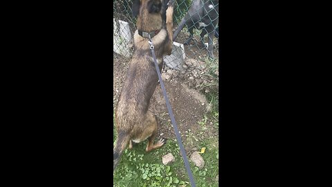 Belgian Malinois climbed face