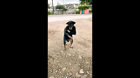 📹 haw possible 🤔 dog dance | ai video