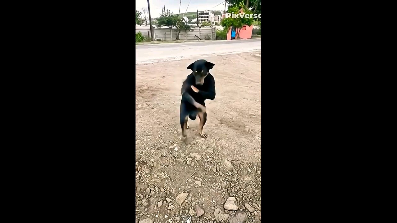 📹 haw possible 🤔 dog dance | ai video