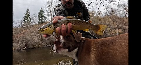 Northern Michigan: Winter Brown Trout