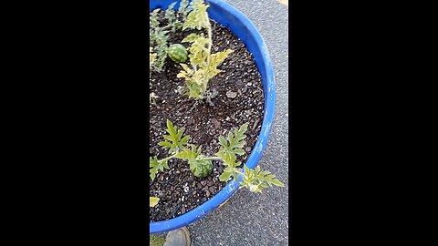 baby water melons