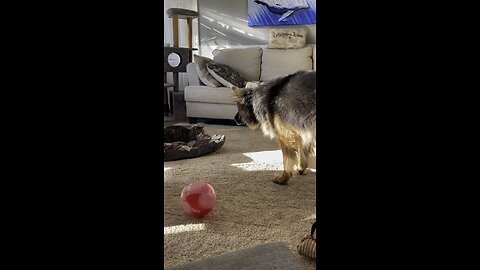 German Shepherd wants to Play, Cat says no.