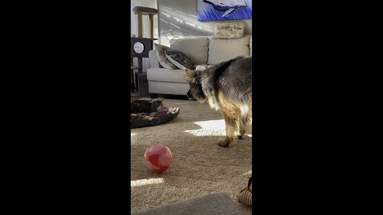 German Shepherd wants to Play, Cat says no.