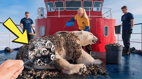 A polar Bear Injured by millions of barnacles was Successful Rescued by rescue Tean